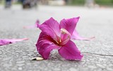 Tím biếc một góc trời Hà Nội